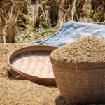 Rice Farming & Rice Paddies