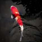 Koi Carp