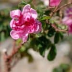 Oman Damask Rose